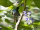 Green-headed Sunbird (Cyanomitra verticalis)