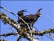 Long-crested Eagle (Lophaetus occipitalis)