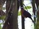 Snowy-crowned Robin-Chat (Cossypha niveicapilla)