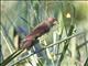 Grosbeak Weaver (Amblyospiza albifrons)