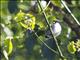 Black-crowned Waxbill (Estrilda nonnula)