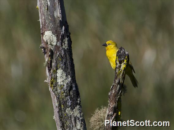 Holub's Golden-Weaver (Ploceus xanthops)