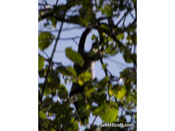 De Brazza's monkey (Cercopithecus neglectus)