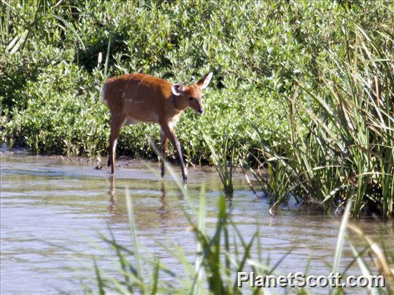 Sitatunga (Tragelaphus spekii)