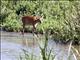 Sitatunga (Tragelaphus spekii)