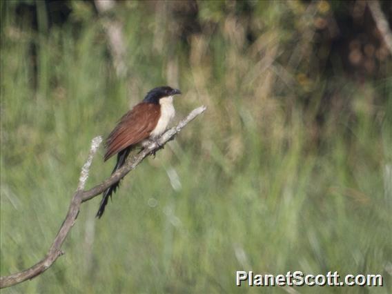 Blue-headed Coucal (Centropus monachus)