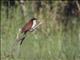 Blue-headed Coucal (Centropus monachus)