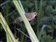 Chubbs Cisticola (Cisticola chubbi)