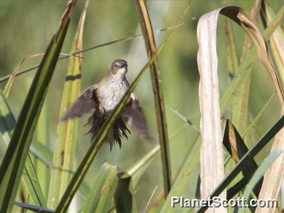 Highland Rush Warbler (Bradypterus centralis)