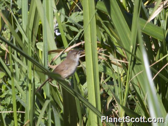 Lesser Swamp-Warbler (Acrocephalus gracilirostris)