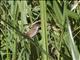 Lesser Swamp-Warbler (Acrocephalus gracilirostris)