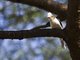White-crested Helmetshrike (Prionops plumatus)