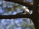 White Helmetshrike (Prionops plumatus)