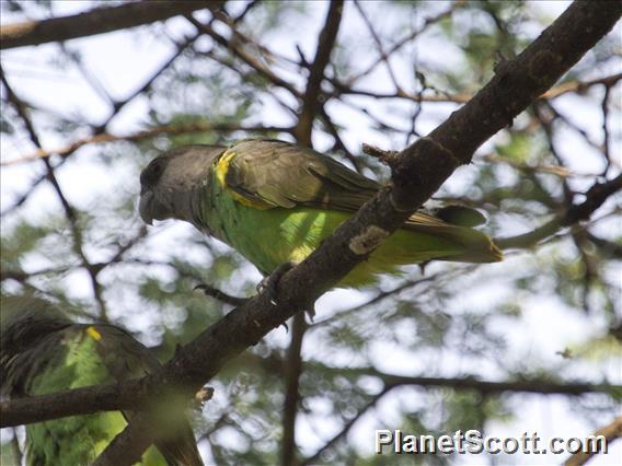 Meyer's Parrot (Poicephalus meyeri)