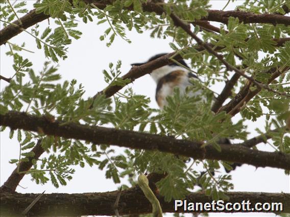 Pygmy Batis (Batis perkeo)