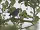 Kenya Violet-backed Sunbird (Anthreptes orientalis)