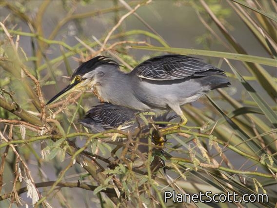 Little Heron (Butorides atricapilla)