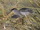 Little Heron (Butorides atricapilla)