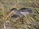 Striated Heron (Butorides striata)