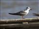 White-winged Tern (Chlidonias leucopterus)