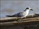 Whiskered Tern (Chlidonias hybrida)