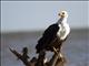 African Fish-Eagle (Haliaeetus vocifer)