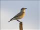 Isabelline Wheatear (Oenanthe isabellina)