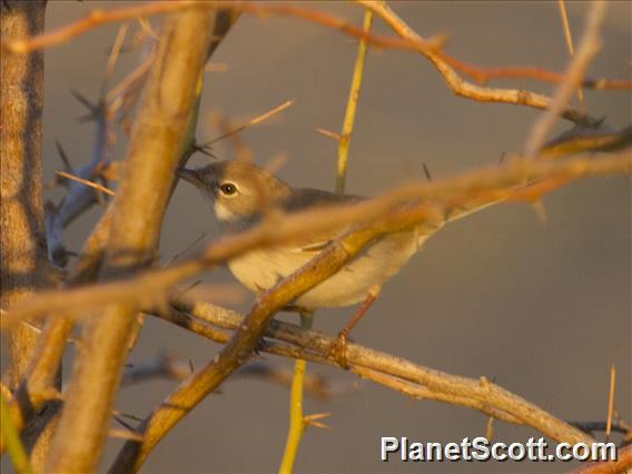 Greater Whitethroat (Curruca communis)