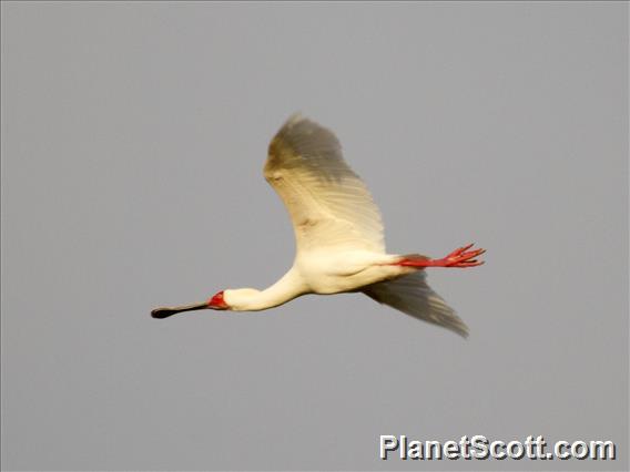 African Spoonbill (Platalea alba)