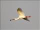 African Spoonbill (Platalea alba)