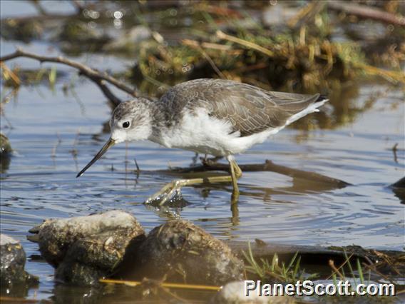 Marsh Sandpiper (Tringa stagnatilis)