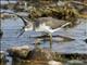 Marsh Sandpiper (Tringa stagnatilis)