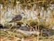 Little Stint (Calidris minuta)