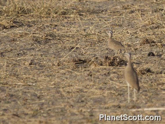 Somali Courser (Cursorius somalensis)