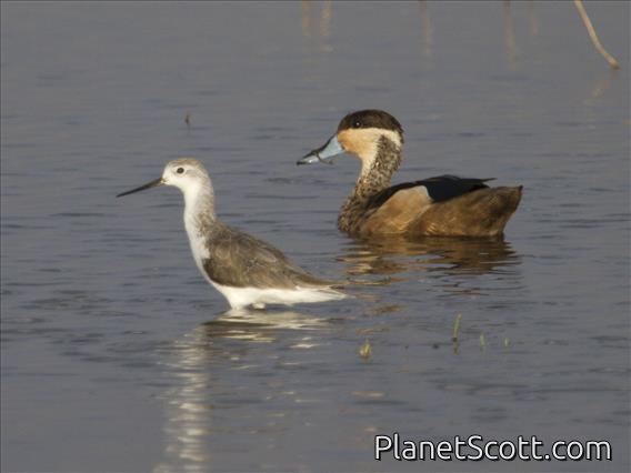 Blue-billed Teal (Spatula hottentota)