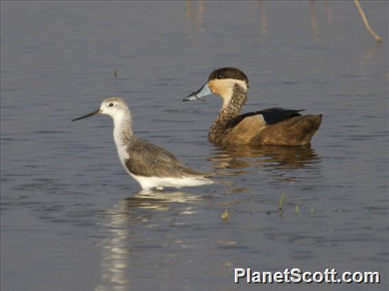 Hottentot Teal (Spatula hottentota)