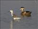 Hottentot Teal (Spatula hottentota) and Marsh Sandpiper