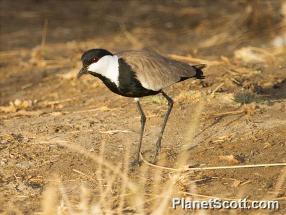 Spur-winged Lapwing (Vanellus spinosus)