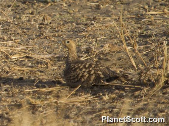 Chestnut-bellied Sandgrouse (Pterocles exustus)