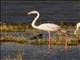 Greater Flamingo (Phoenicopterus roseus)