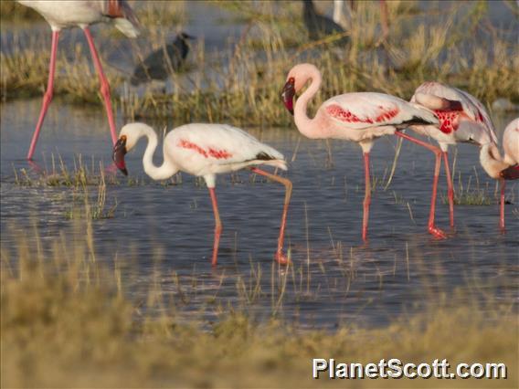 Lesser Flamingo (Phoeniconaias minor)