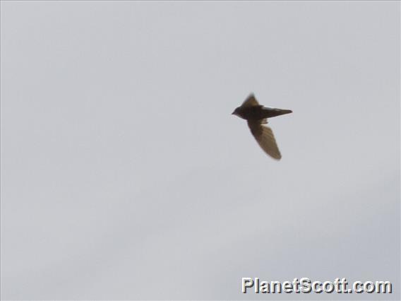 Little Swift (Apus affinis)