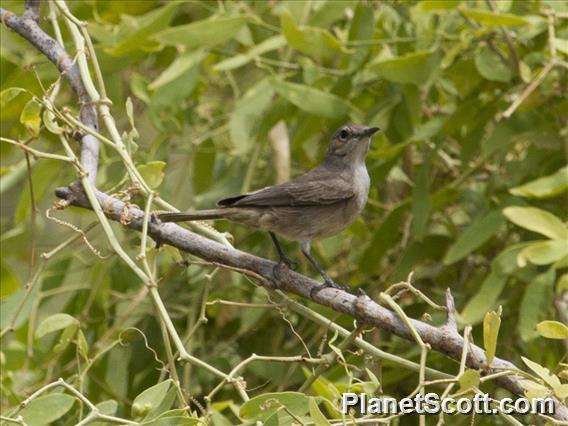 Brown-tailed Chat (Oenanthe scotocerca)