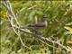 Brown-tailed Chat (Cercomela scotocerca)