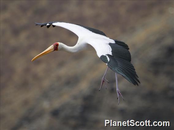 Yellow-billed Stork (Mycteria ibis)