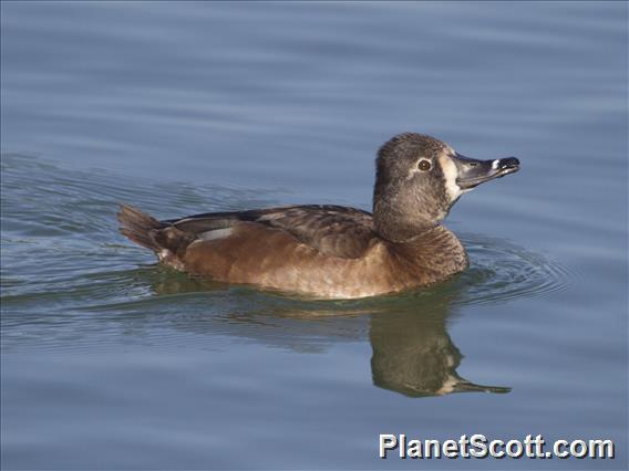 Ring-necked Duck (Aythya collaris)