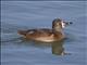 Ring-necked Duck (Aythya collaris) - Female