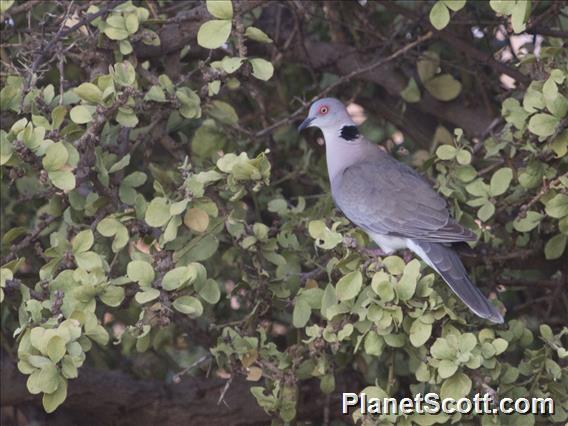 Mourning Collared-Dove (Streptopelia decipiens)