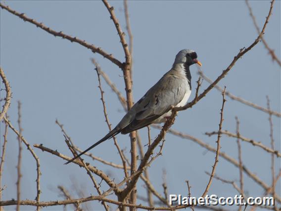 Namaqua Dove (Oena capensis)