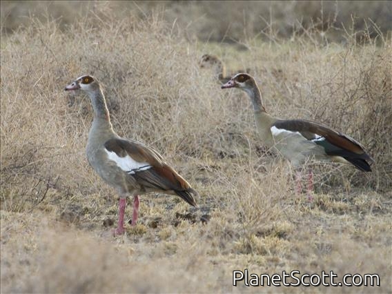 Egyptian Goose (Alopochen aegyptiaca)